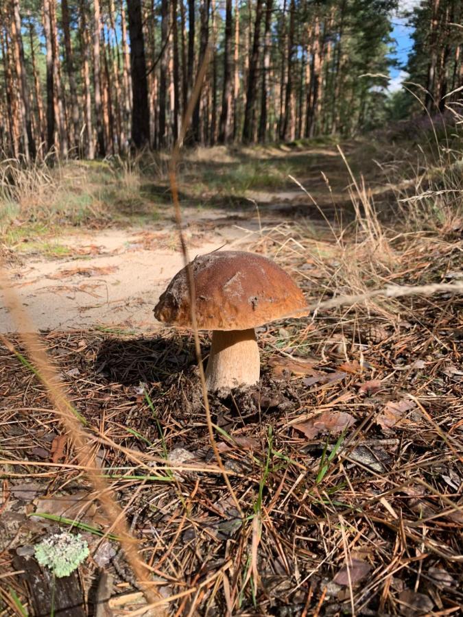 Buczyna W Sierakowie Apartamento *